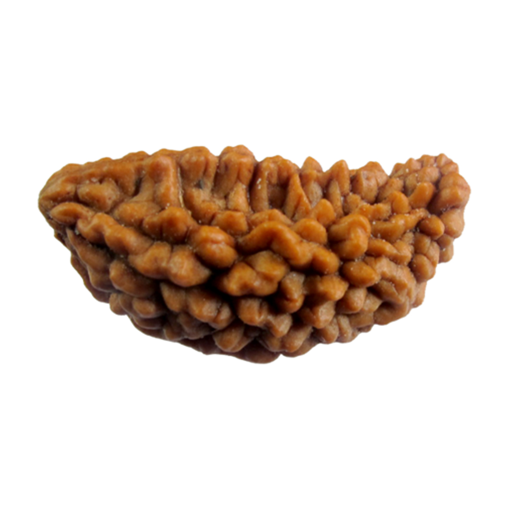 1 Mukhi Rudraksha